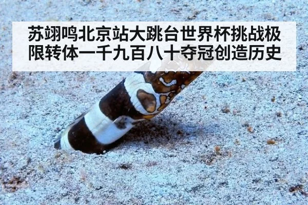 苏翊鸣北京站大跳台世界杯挑战极限转体一千九百八十夺冠创造历史